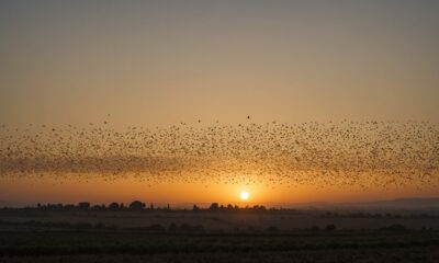 bird migration to israel