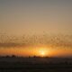 bird migration to israel