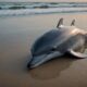 dolphin found dead bekasi