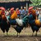 bali rooster fighting heritage