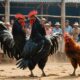 legal status of cockfighting