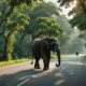 wild elephant s courageous crossing